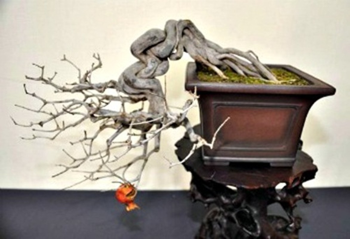 Man nhan nhung cay luu bonsai dep nhat the gioi-Hinh-10