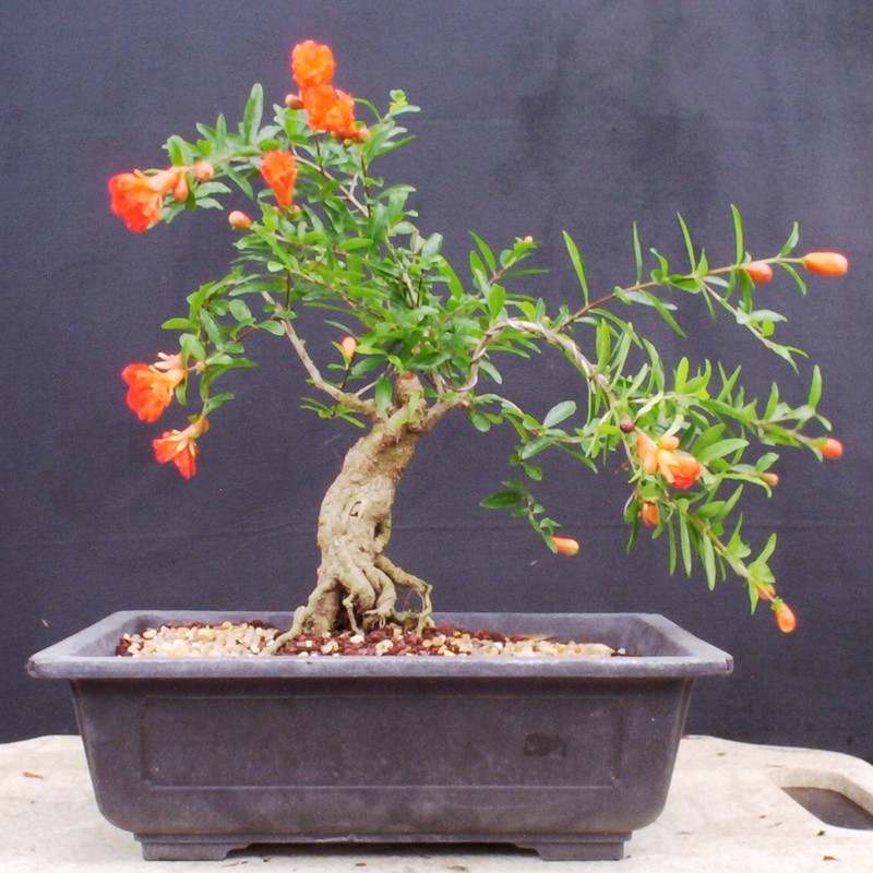 Man nhan nhung cay luu bonsai dep nhat the gioi-Hinh-8