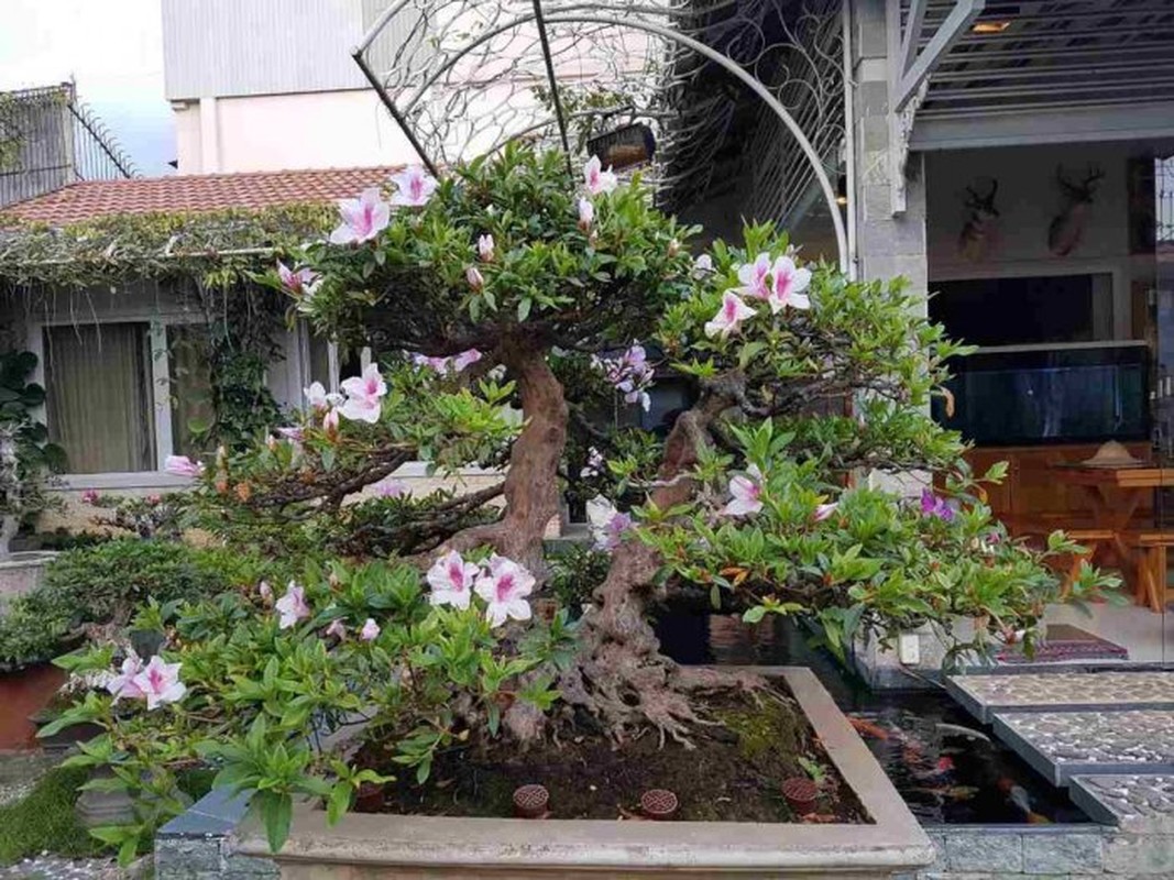 Me tit loat bonsai do quyen dep hut mat-Hinh-8