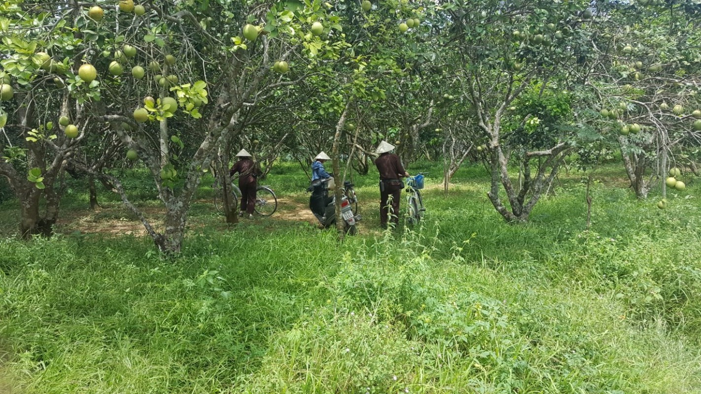 Ngam vuon thanh tra xu Hue 