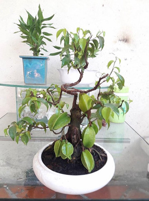 Me tit nhung chau khe bonsai mini sieu dep-Hinh-2