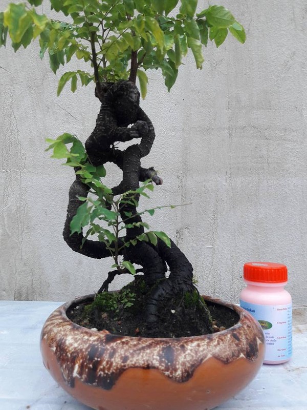 Me tit nhung chau khe bonsai mini sieu dep-Hinh-3