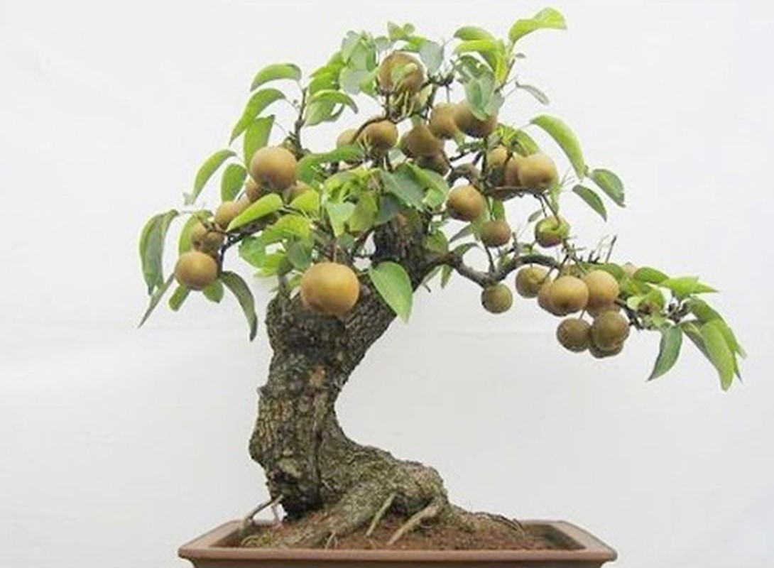 La mat nhung cay le bonsai sai triu qua-Hinh-2