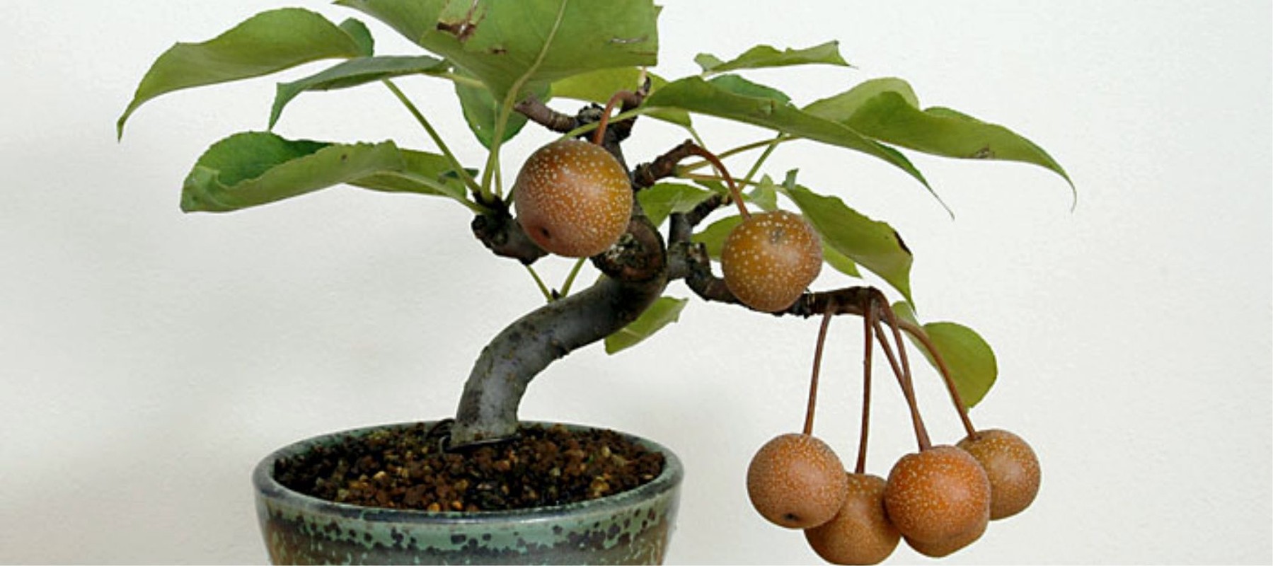 La mat nhung cay le bonsai sai triu qua-Hinh-4