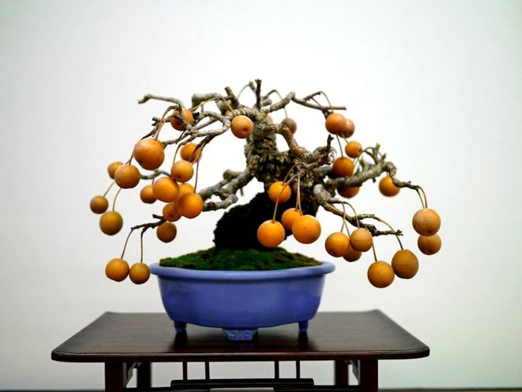 La mat nhung cay le bonsai sai triu qua-Hinh-6