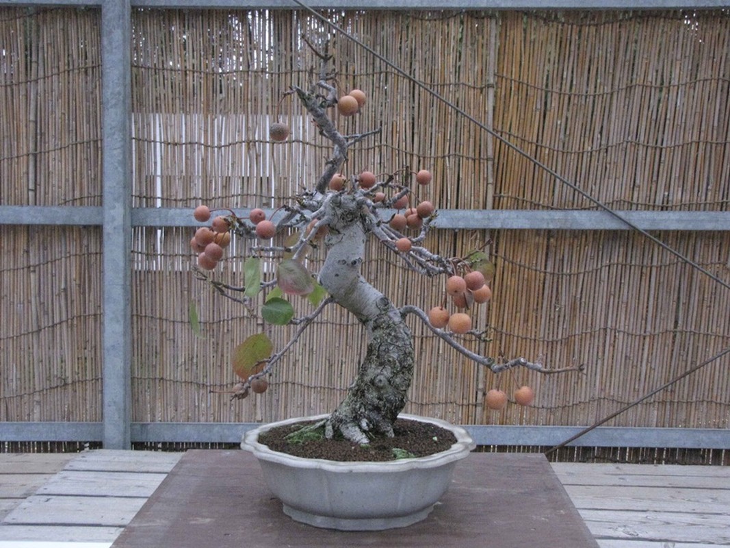 La mat nhung cay le bonsai sai triu qua-Hinh-7