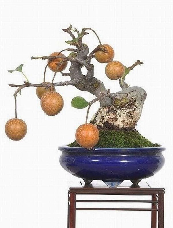 La mat nhung cay le bonsai sai triu qua-Hinh-8