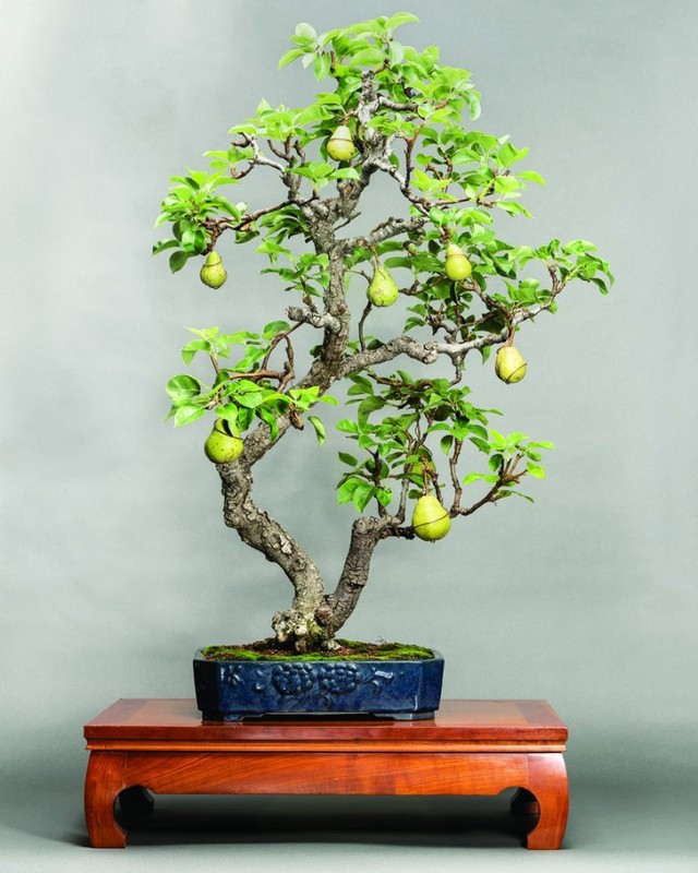 La mat nhung cay le bonsai sai triu qua-Hinh-9