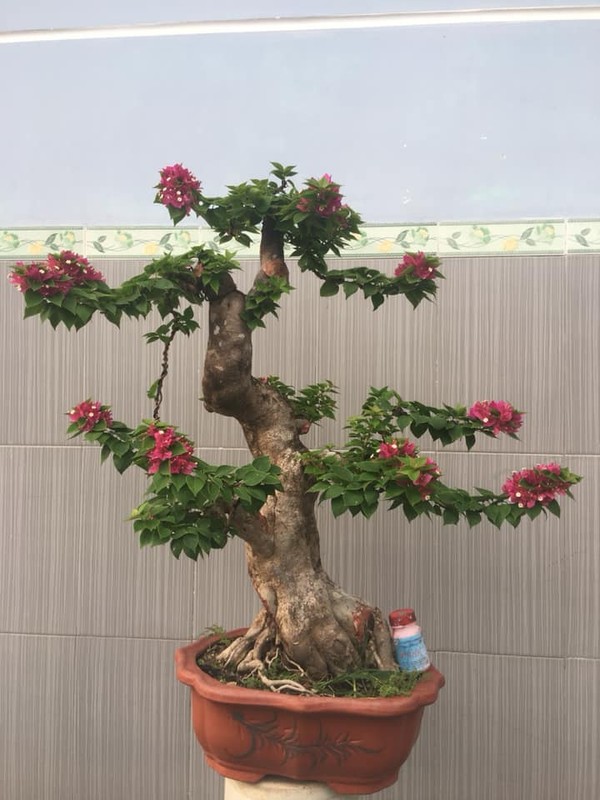 Man nhan loat bonsai hoa giay dep hut hon-Hinh-3