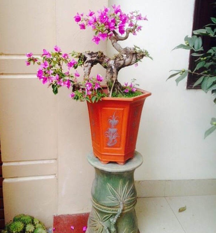 Man nhan loat bonsai hoa giay dep hut hon-Hinh-4