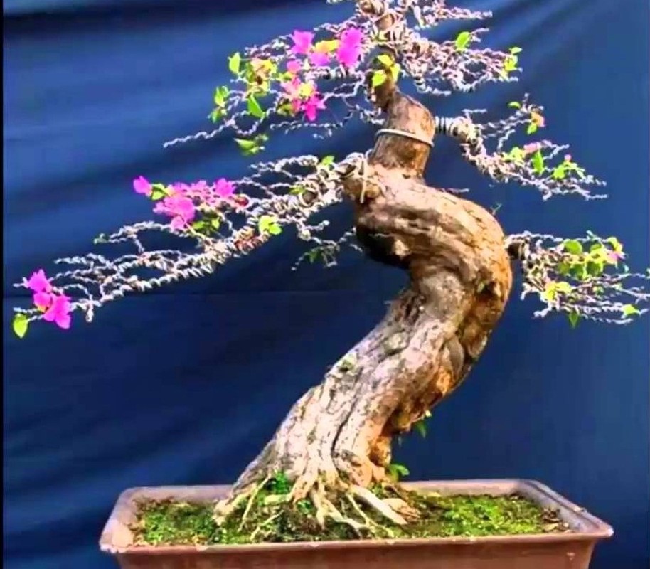 Man nhan loat bonsai hoa giay dep hut hon-Hinh-6