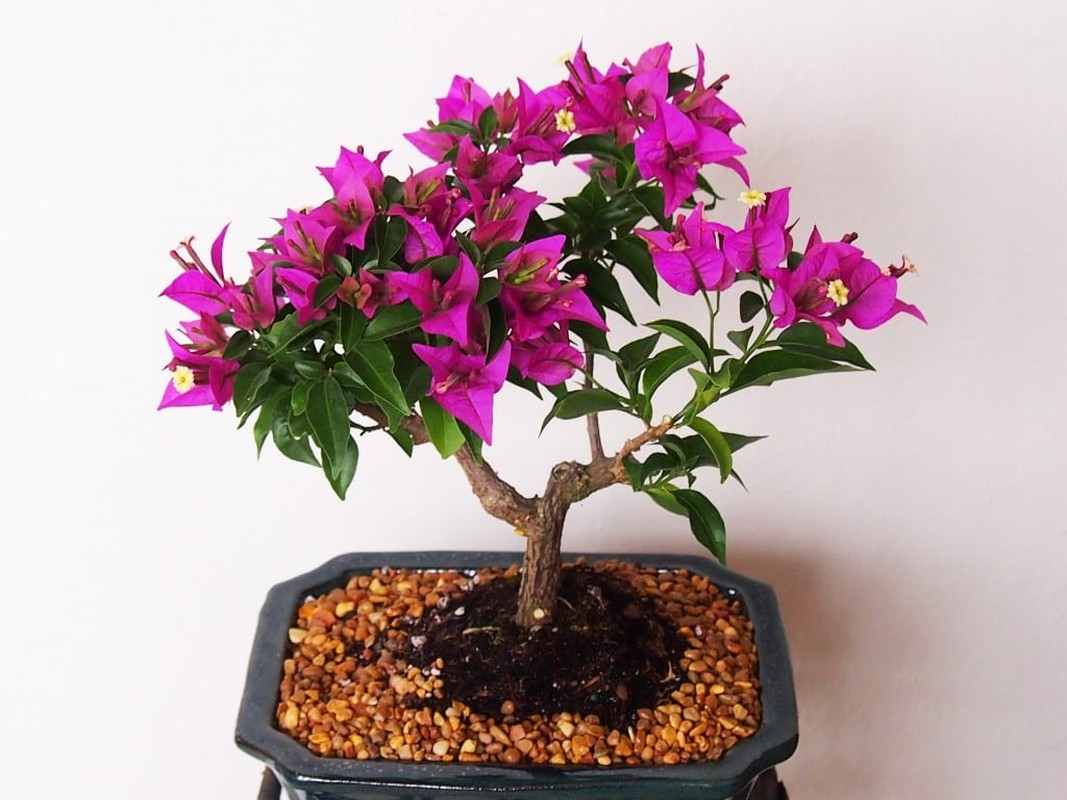 Man nhan loat bonsai hoa giay dep hut hon-Hinh-8