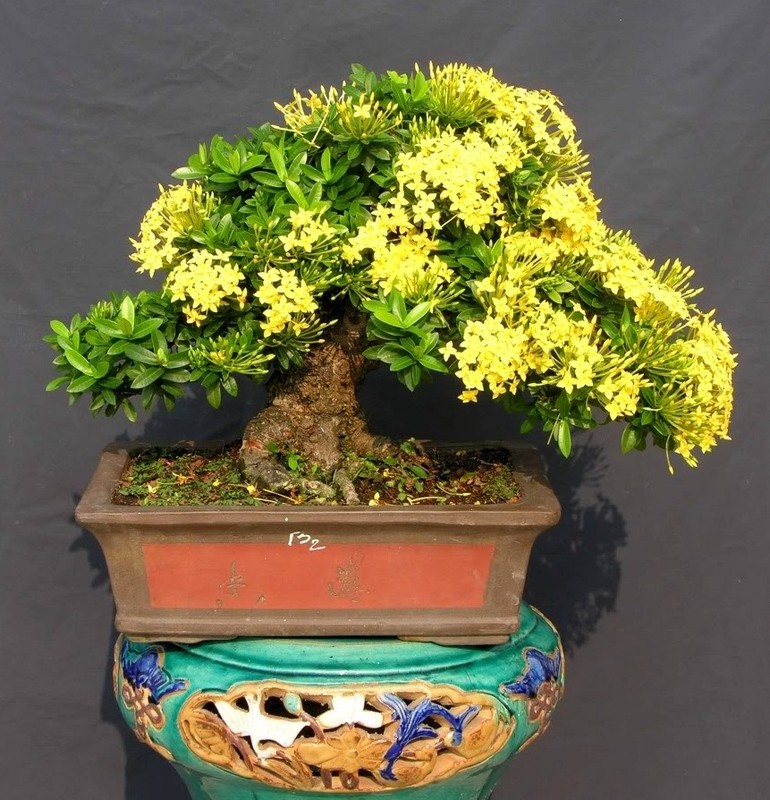 Bo suu tap bonsai mau don doc la, dep hut mat-Hinh-2