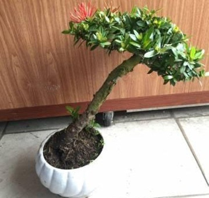 Bo suu tap bonsai mau don doc la, dep hut mat-Hinh-8