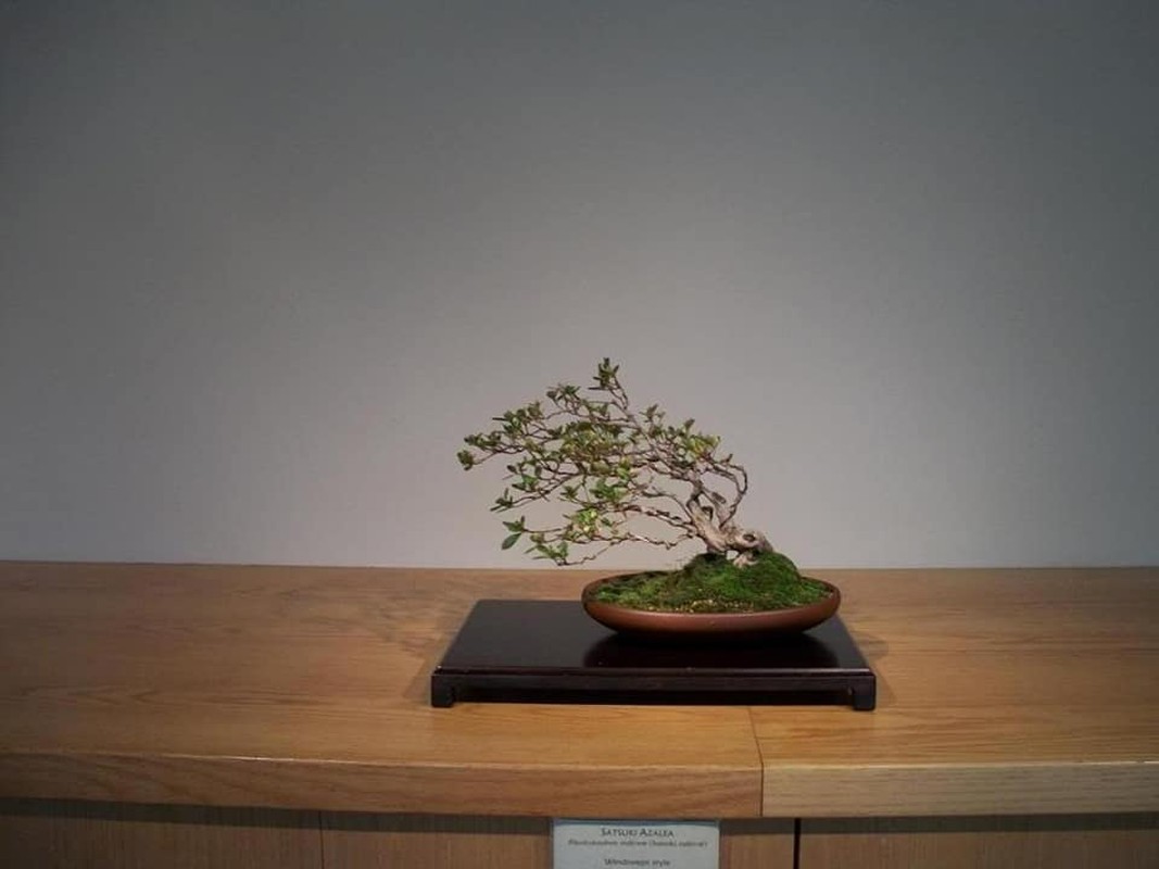 Me tit loat bonsai dang bat phong sieu doc-Hinh-7