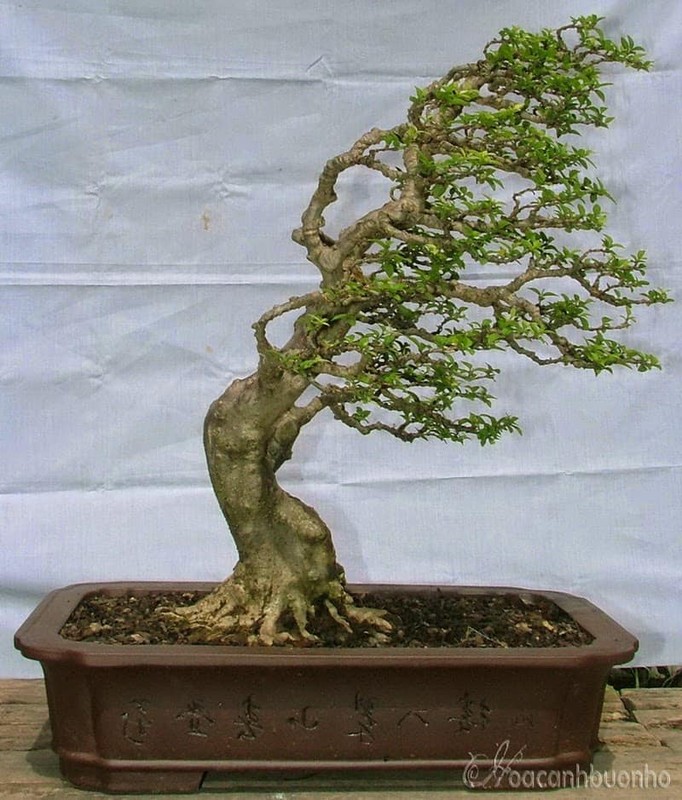 Me tit loat bonsai dang bat phong sieu doc-Hinh-8