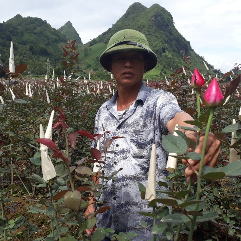 Xem dai gia vung cao trong hoa hong tram trieu