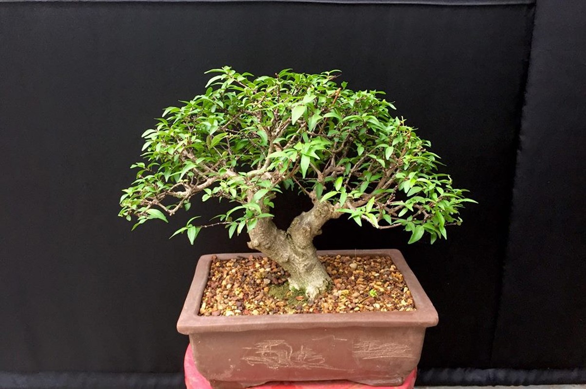 Trang tri nha voi bonsai mai chieu thuy mini dang doc-Hinh-6