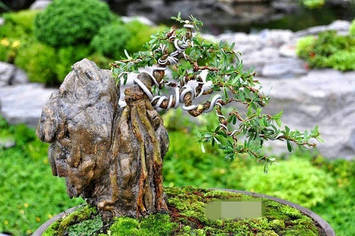 Moi mat ngam loat bonsai bam da day nghe thuat-Hinh-10