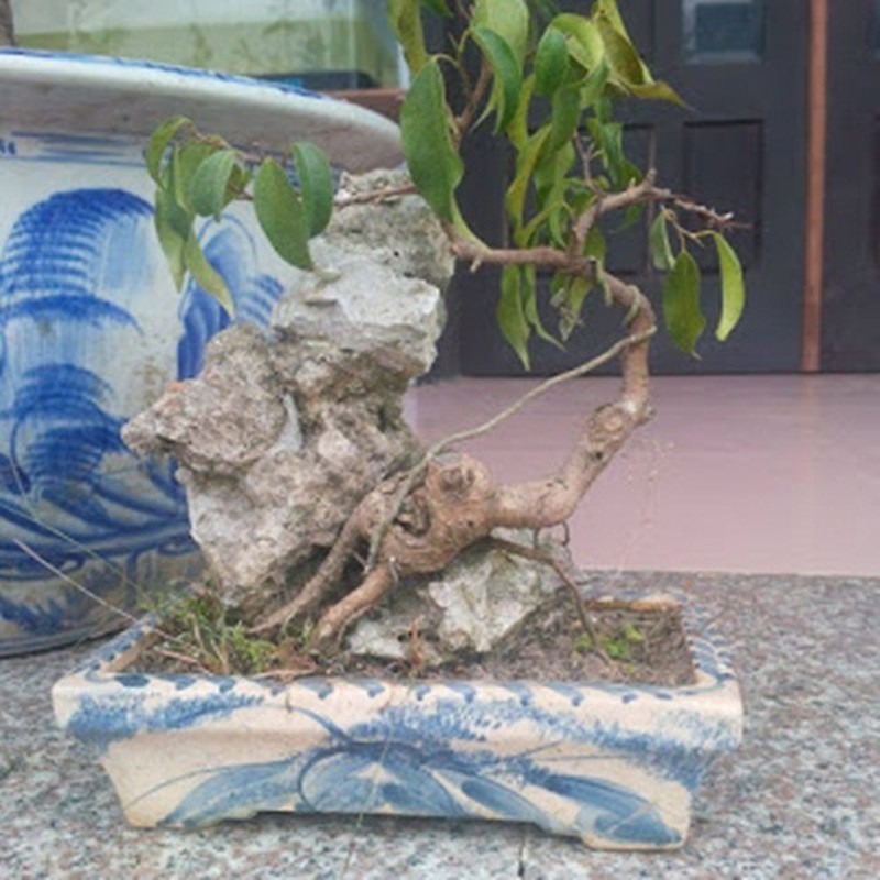 Moi mat ngam loat bonsai bam da day nghe thuat-Hinh-5