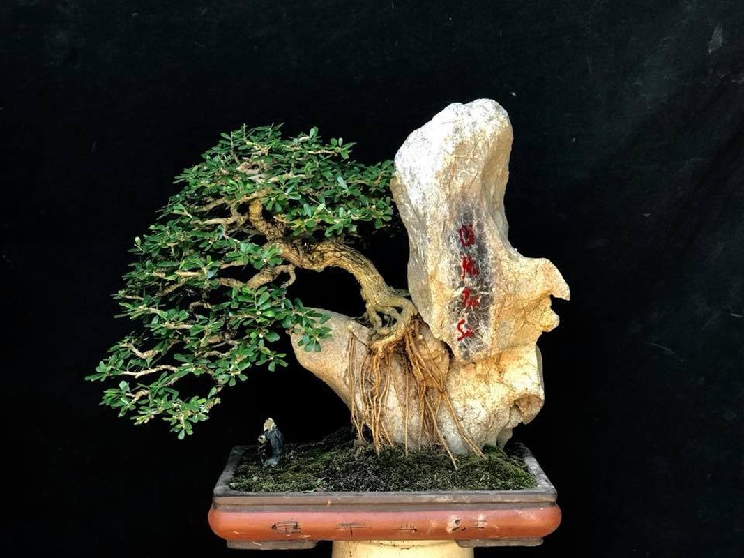 Moi mat ngam loat bonsai bam da day nghe thuat-Hinh-8