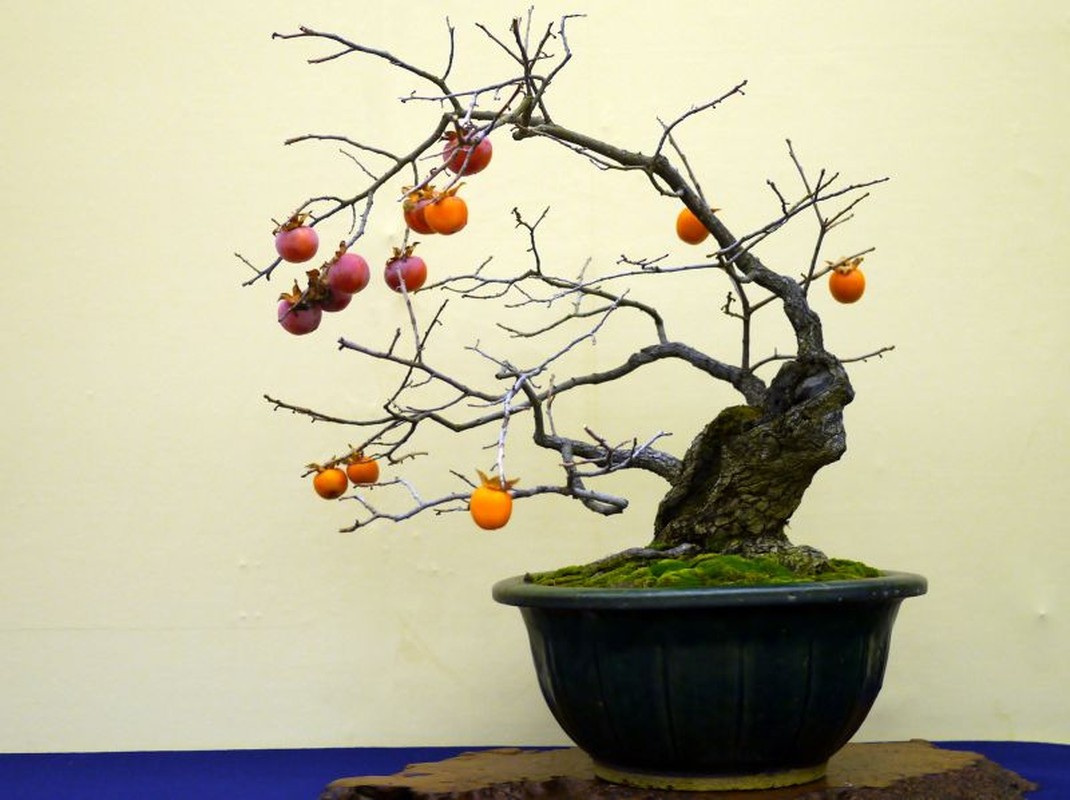 Ngam hong gion bonsai tao dang nghe thuat dinh cao-Hinh-2