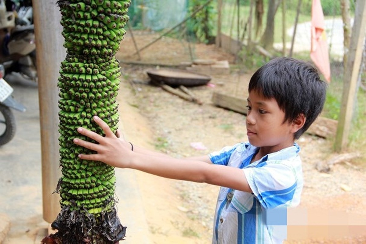 Kinh ngac nhung buong chuoi nghin qua cua nong dan Viet-Hinh-3