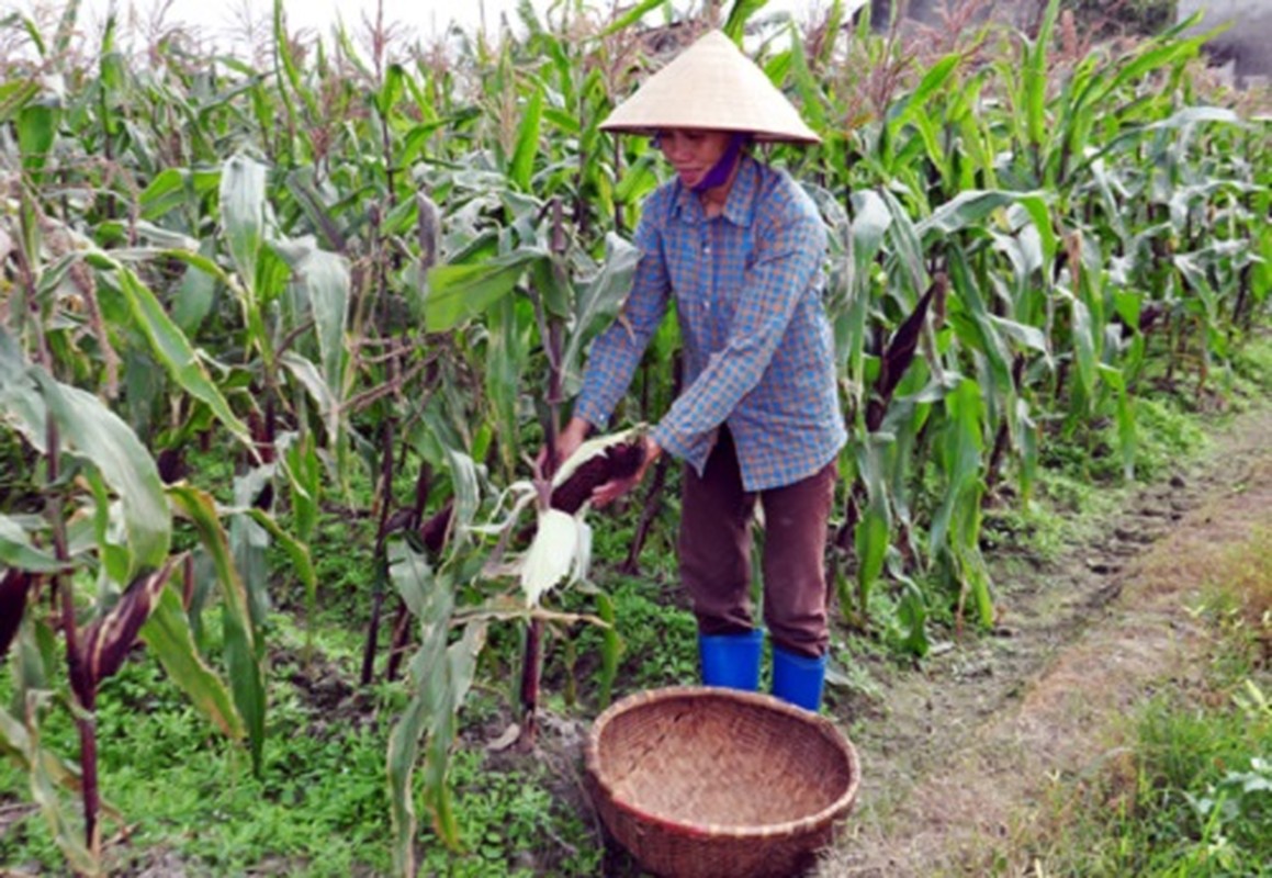 Tan muc canh dong trong ngo tim doc la o Viet Nam-Hinh-8