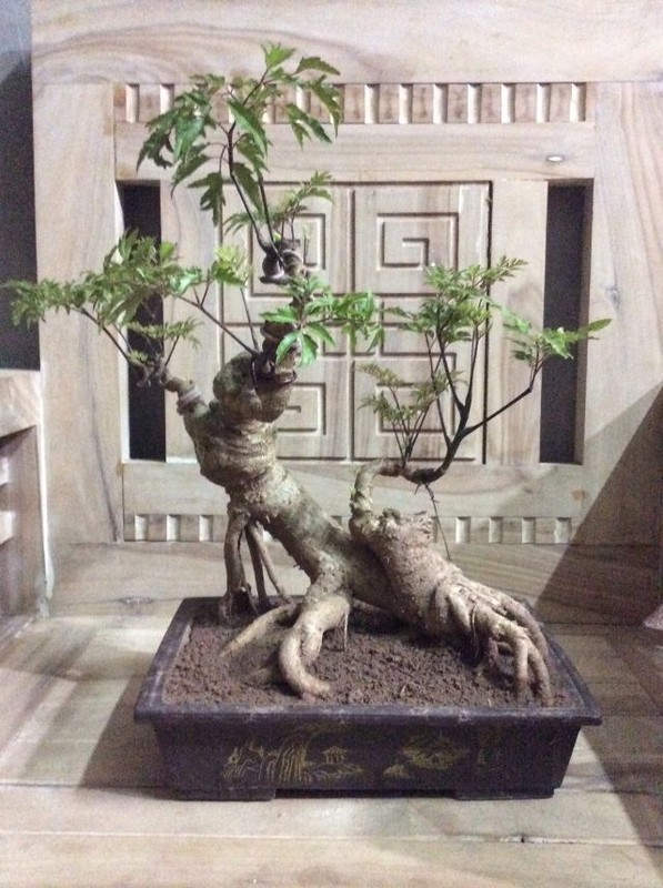 Man nhan loat bonsai dinh lang sieu la mat-Hinh-10
