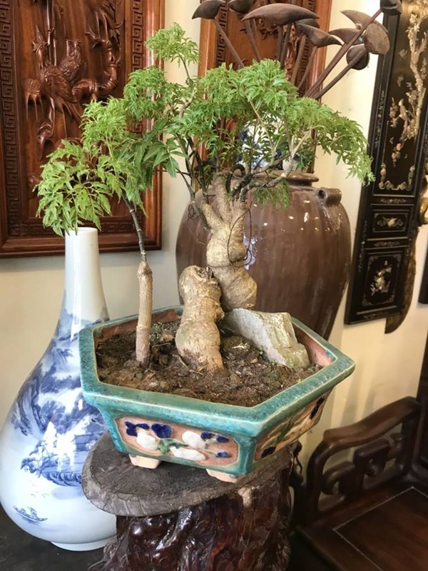 Man nhan loat bonsai dinh lang sieu la mat-Hinh-2