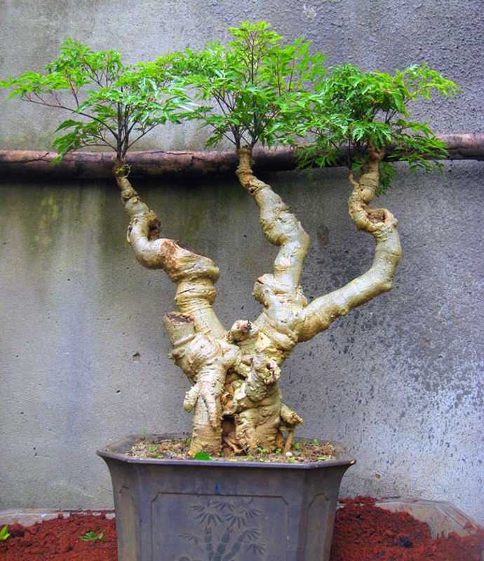 Man nhan loat bonsai dinh lang sieu la mat-Hinh-5