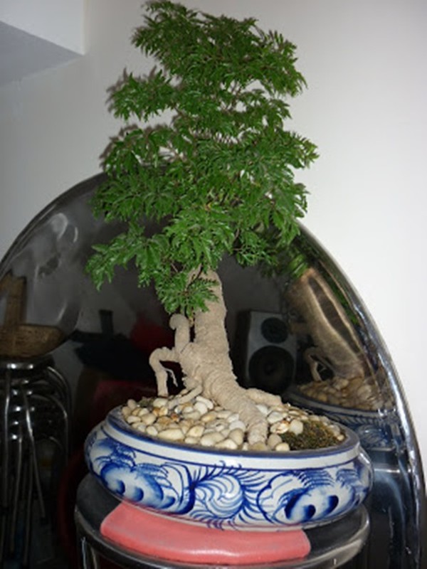 Man nhan loat bonsai dinh lang sieu la mat-Hinh-7