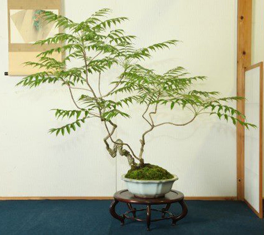 Dep hut mat loat bonsai dang van nhan day nghe thuat-Hinh-10