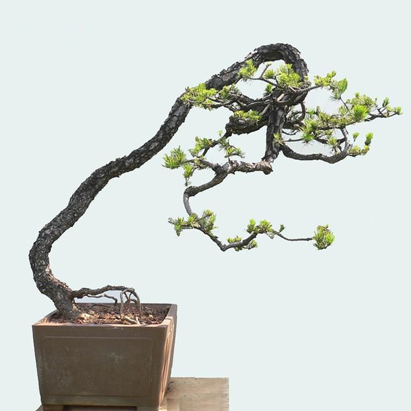 Dep hut mat loat bonsai dang van nhan day nghe thuat-Hinh-2