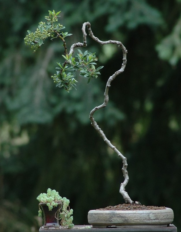 Dep hut mat loat bonsai dang van nhan day nghe thuat-Hinh-3