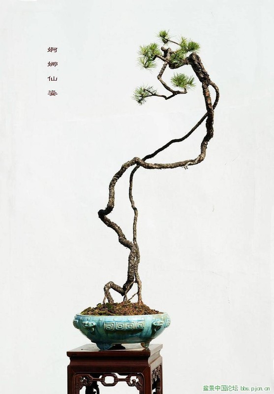 Dep hut mat loat bonsai dang van nhan day nghe thuat-Hinh-6