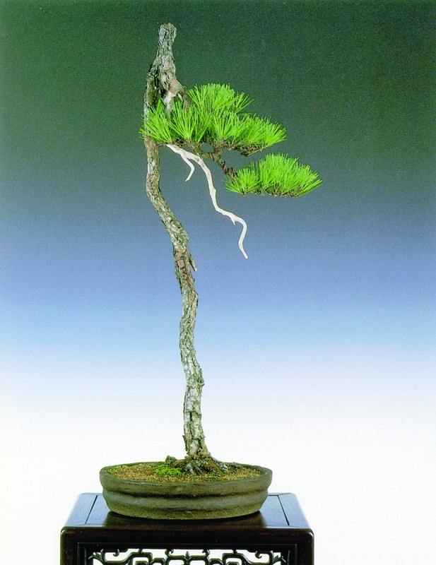 Dep hut mat loat bonsai dang van nhan day nghe thuat-Hinh-9