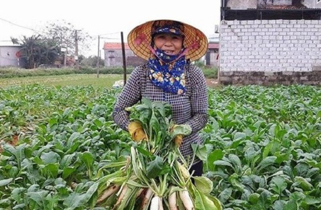 Mua thu hoach “nhan sam trang” lai tien trieu o Nghe An-Hinh-7