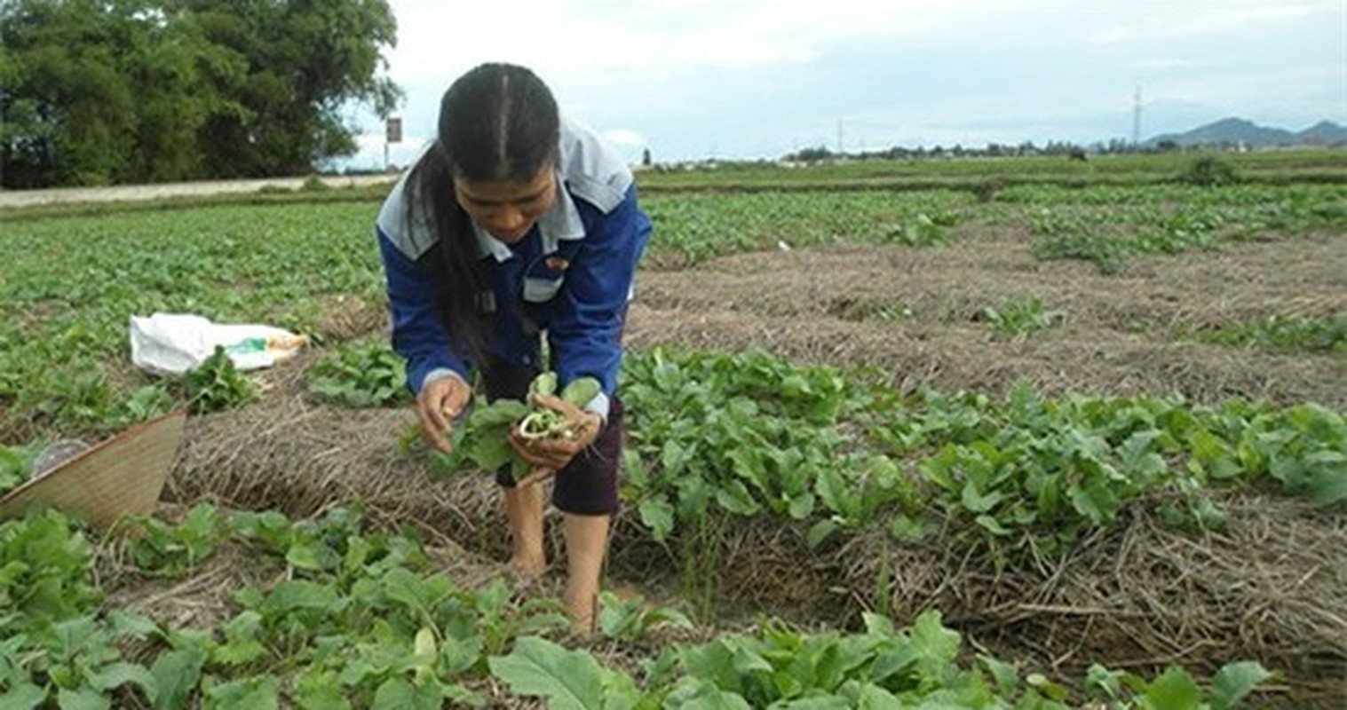 Mua thu hoach “nhan sam trang” lai tien trieu o Nghe An-Hinh-9