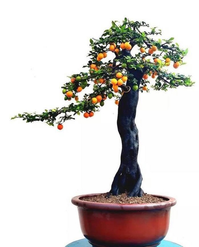 Hong da bonsai - Mot choi cay canh tien ty Tet Ky Hoi 2019-Hinh-10