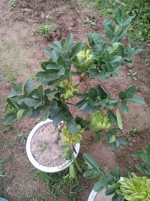 Phat thu bonsai mini tuyet dep hut khach truoc Tet