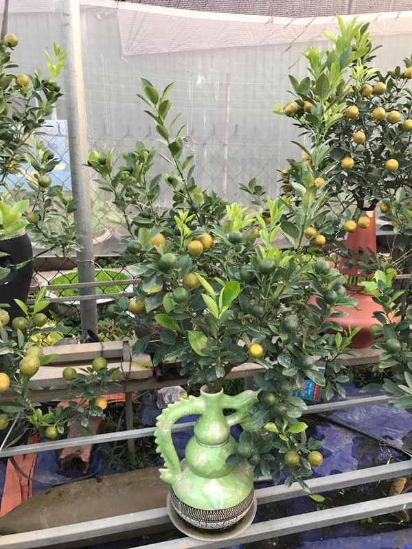 Man nhan quat bonsai la mat chung Tet 2019-Hinh-3