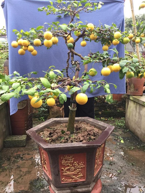 Phat sot chanh vang tu quy bonsai tien trieu choi Tet-Hinh-7