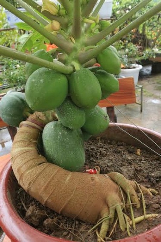 Du du bonsai dang sieu doc bung hang don Tet-Hinh-6