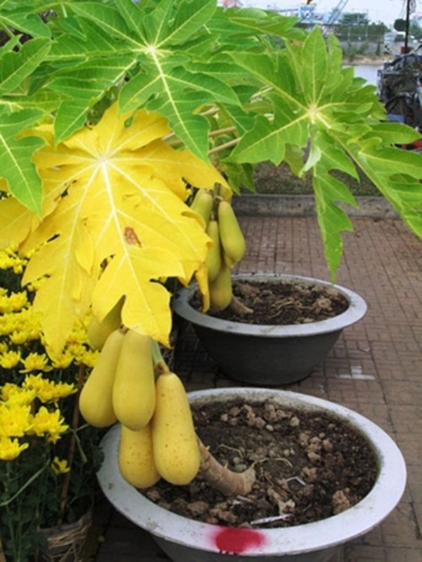 Du du bonsai dang sieu doc bung hang don Tet-Hinh-8