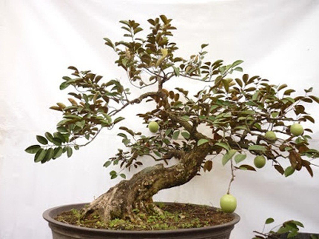 Man nhan loat vu sua bonsai kich doc chung Tet-Hinh-4