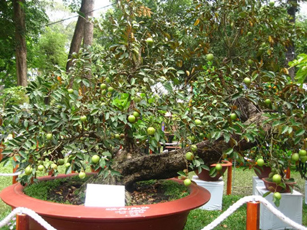 Man nhan loat vu sua bonsai kich doc chung Tet-Hinh-6