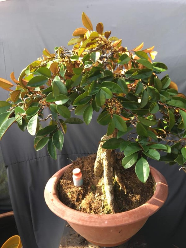 Man nhan loat vu sua bonsai kich doc chung Tet-Hinh-9