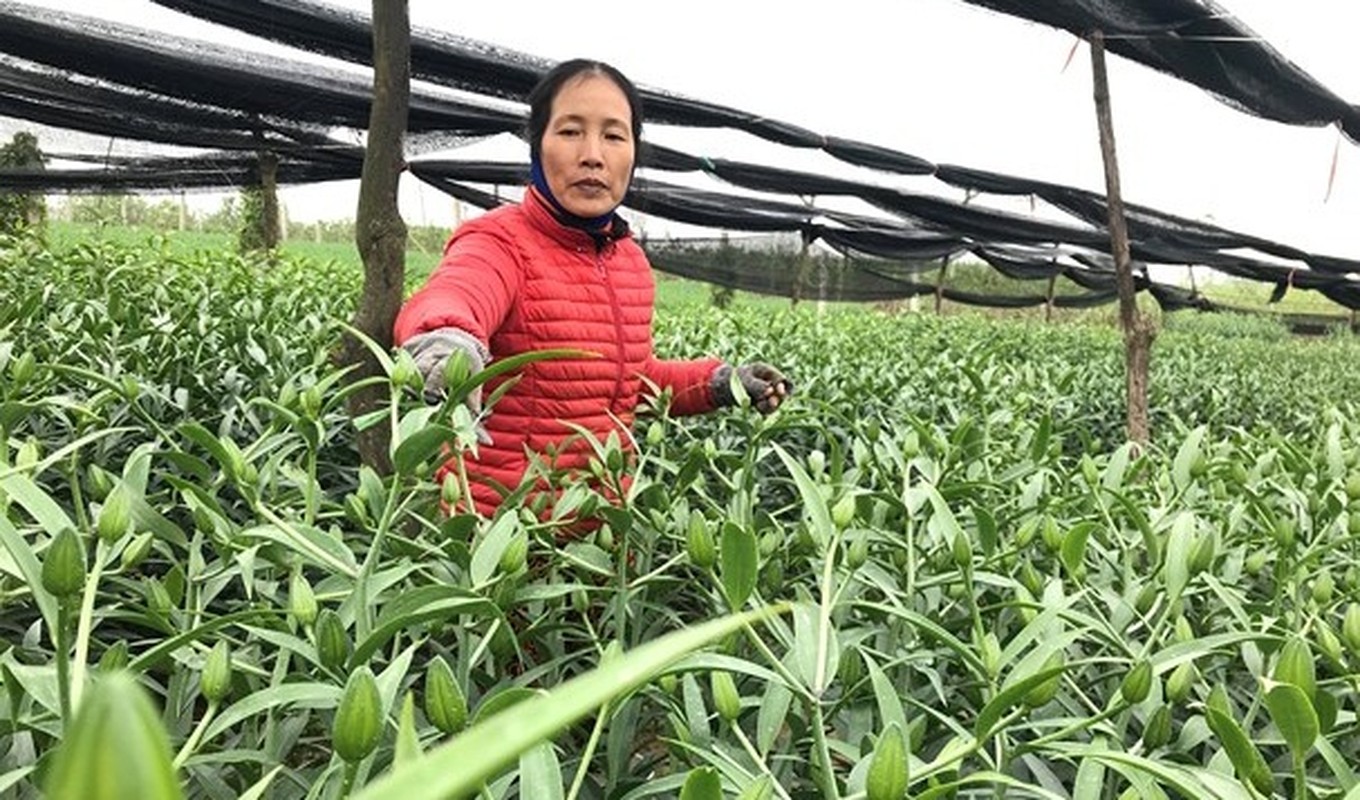 Lang hoa kieng khap nuoc tat bat vao vu Tet-Hinh-5