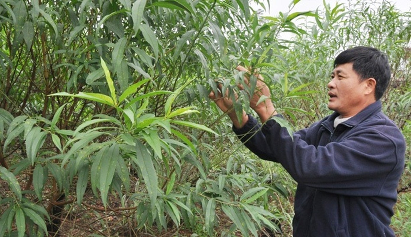 Lang hoa kieng khap nuoc tat bat vao vu Tet-Hinh-8